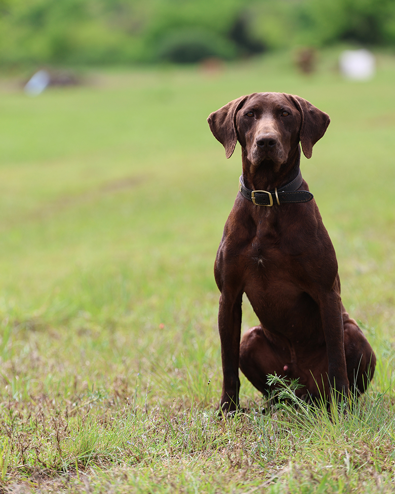 Search and rescue dog wearing a service harness, highlighting the role of canines in emergency response operations.
