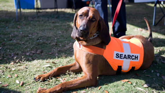 Photo of a search dog laying in the grass, wearing an orange vest